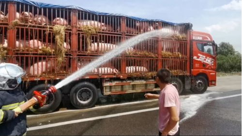 事發(fā)滁州 高溫天氣 二師兄 也頂不住了,102只 二師兄 高速上熱到中暑